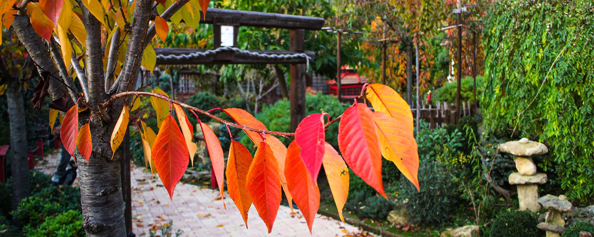 particolare foglie autonnale giardino giapponese
