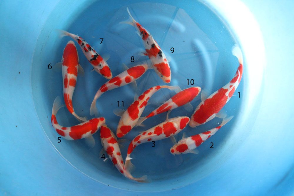 n.1 Kohaku n.2 Kohaku n.3 Kohaku n.4 Kohaku n.5 Kohaku n.6 Kohaku n.7 Sanke n.8 Kohaku n.9 Sanke n.10 Kohaku