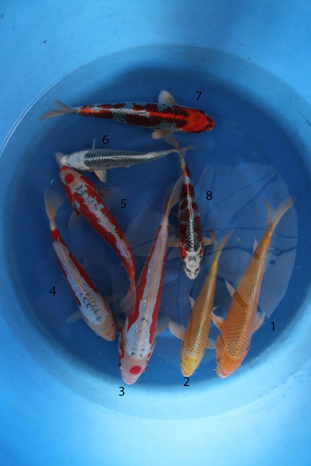 n.1 Yamabuki n.2 Yamabuki n.3 Maruten Shusui n.4 Shusui n.5 Maruten Hi Shusui n.6 Gin Matsuba n.7 Kujaku n.8 Kujaku