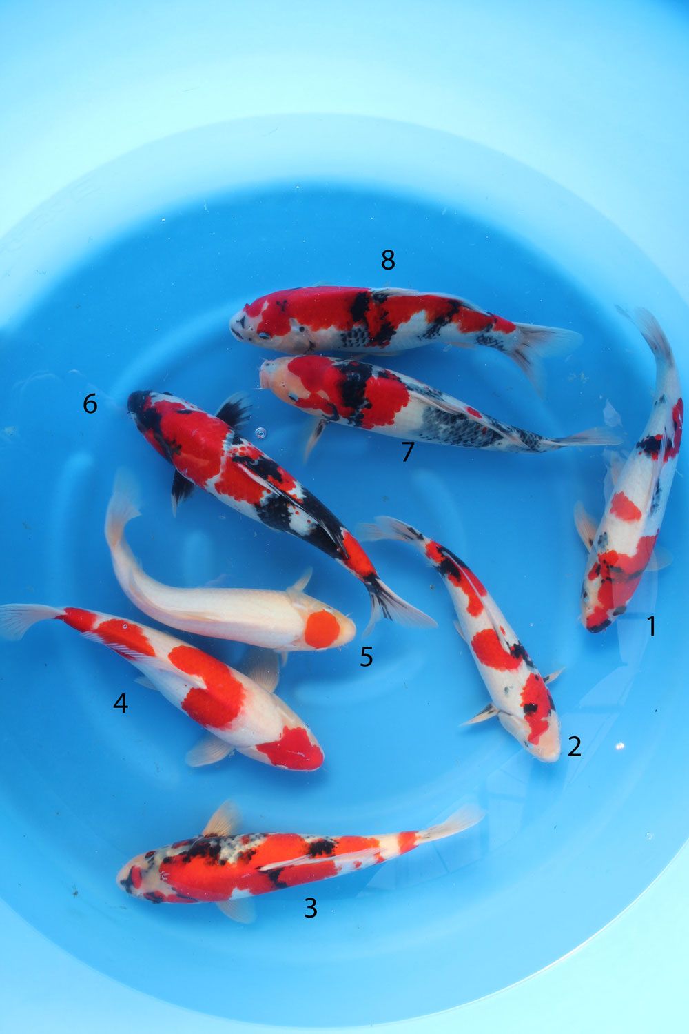n.1 Showa n.2 Showa n.3 Showa n.4 Kohaku n.5 Tancho Kohaku n.6 Showa n.7 Showa n.8 Showa