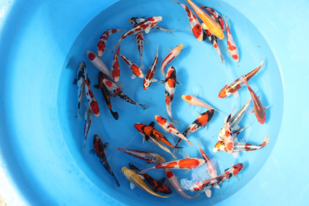 Mix Tosai 15-18 cm Mix variety