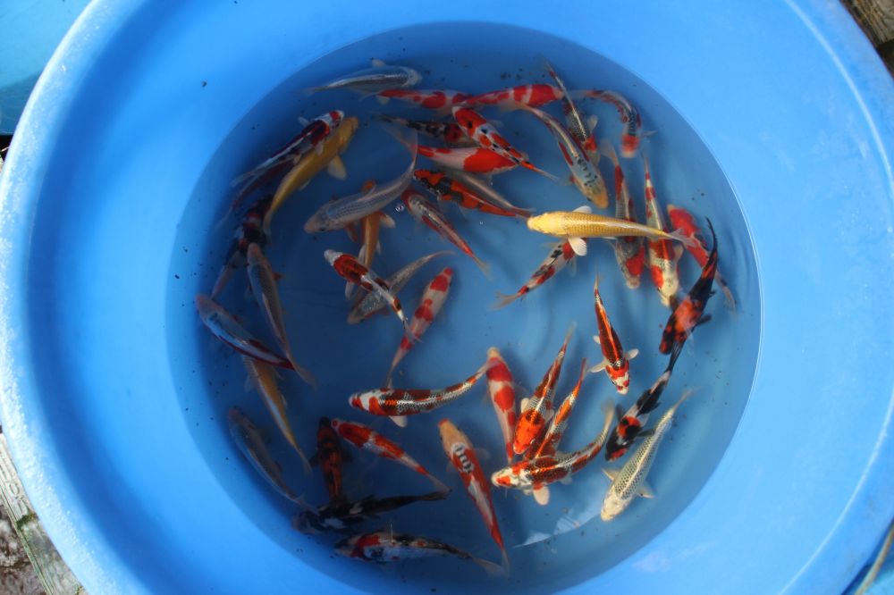Mix Tosai 15-18 cm Mix variety